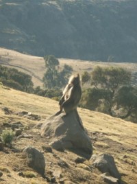 Spotting the Geleda Baboon!